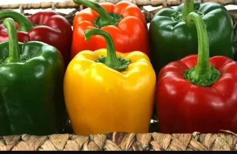 تصویر 1 از فلفل دلمه رنگی قرمز سبز ترکیب تازه سالادی